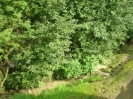 090627_Hochwassereinsatz_Klingfurth_1